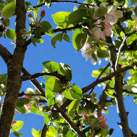 Et Jardin De Pierres 3* Espédaillac