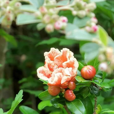 Et Jardin De Pierres 3* Espédaillac