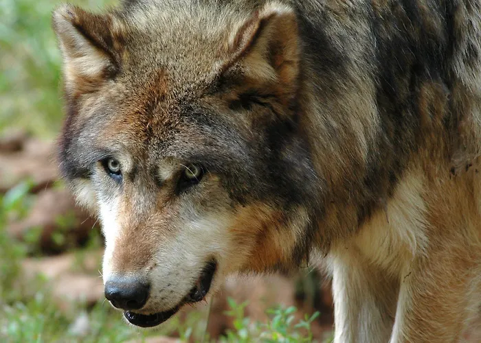 Et Jardin De Pierres 3*